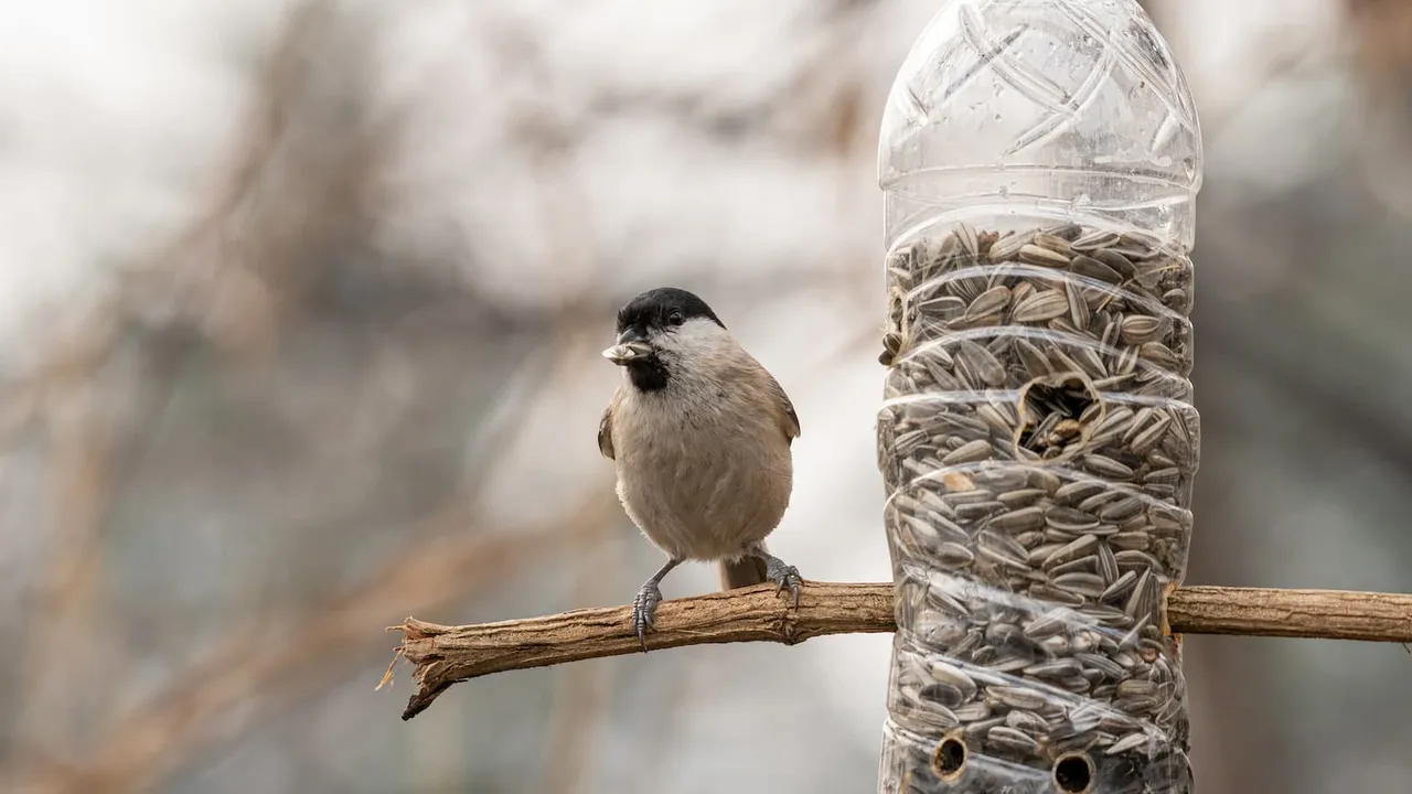 Tempat Pakan Burung dari Botol Plastik Bekas