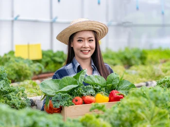 Hidroponik dengan Botol AQUA Bekas? Begini Caranya!