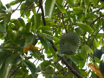 7 Manfaat Daun Sirsak Atasi Insomnia, Sayang Dilewatkan