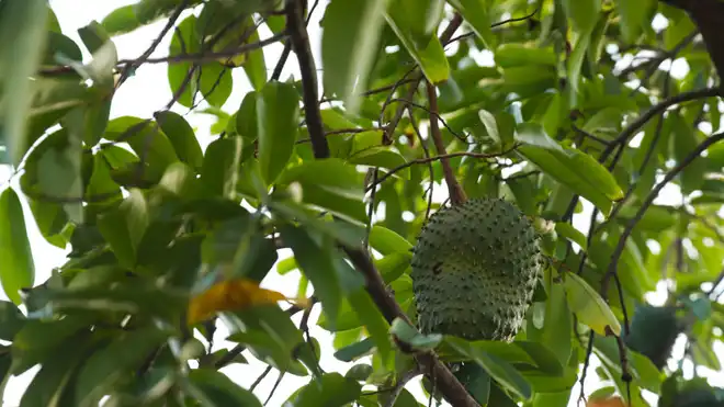 7 Manfaat Daun Sirsak Atasi Insomnia, Sayang Dilewatkan