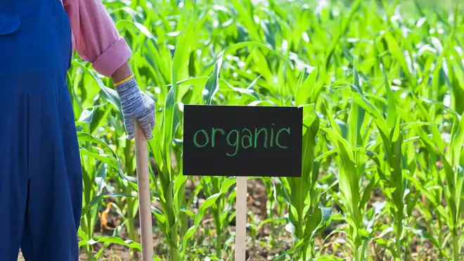 How to Make Organic Liquid Fertilizer at Home? Find Out Here!