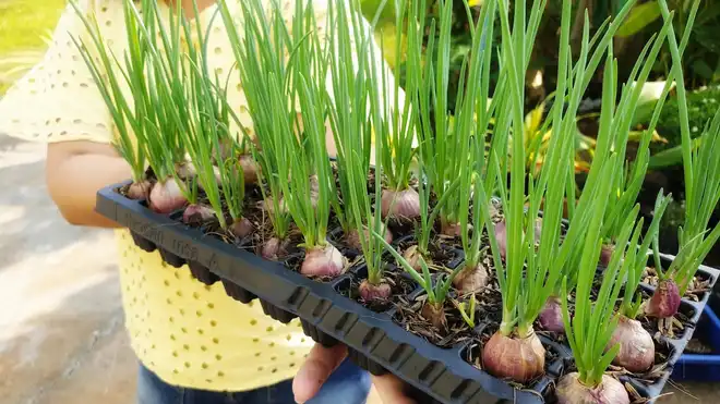 Ini Berbagai Cara Menanam Bawang Merah untuk Pemula, Catat!