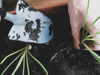 Ini Dia Cara Menanam Daun Bawang di Rumah, Mudah & Murah!