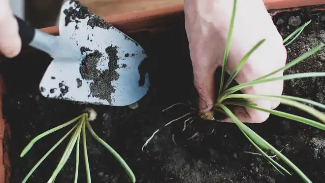 Ini Dia Cara Menanam Daun Bawang di Rumah, Mudah & Murah!