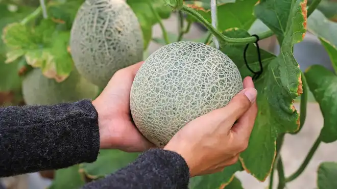 Here’s How to Grow Melons for Beginners, No Fuss!