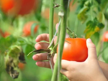 Do You Want to Know How to Grow Tomatoes Correctly? Check It Here!