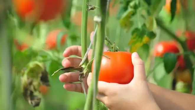 Do You Want to Know How to Grow Tomatoes Correctly? Check It Here!