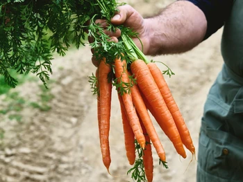 Cara Menanam Wortel di Botol AQUA Bekas, Praktis Bagi Pemula!