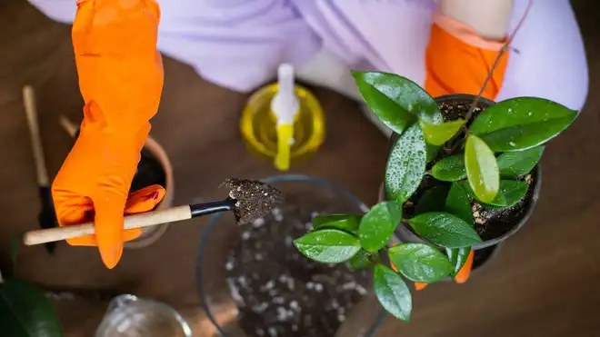 11 Cara Merawat Tanaman agar Subur, Cocok untuk Pemula!