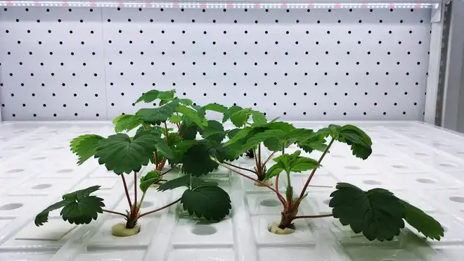 10 Jenis Tanaman Hidroponik yang Mudah Ditanam di Rumah