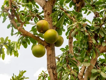 7 Manfaat Buah Maja untuk Kesehatan dan Efek Sampingnya