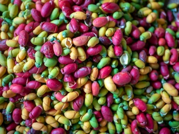 6 Manfaat Kulit Melinjo untuk Kesehatan Tubuh