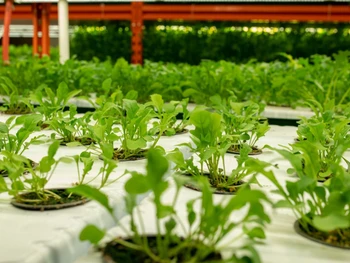 Ini 11 Jenis Media Tanam Hidroponik yang Bikin Tumbuh Subur