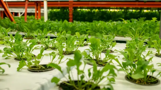 Ini 11 Jenis Media Tanam Hidroponik yang Bikin Tumbuh Subur